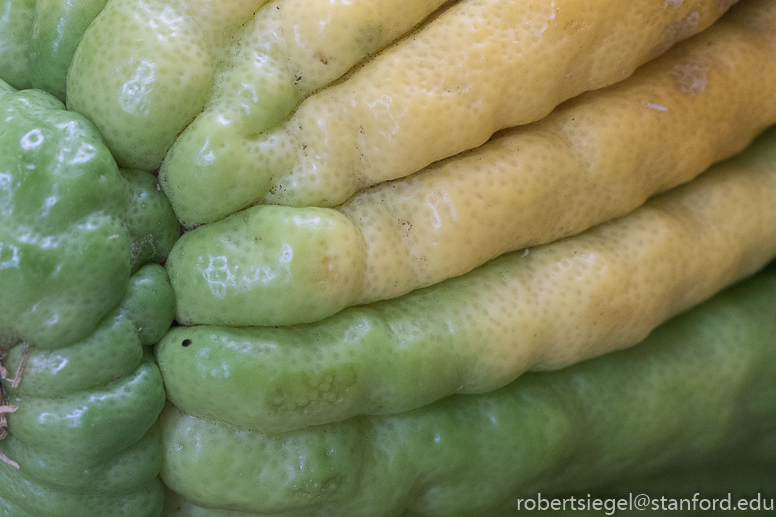 buddha's hand